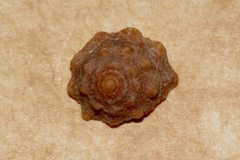 Bembicium auratum