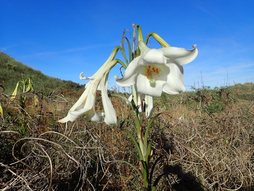 Formosa lily