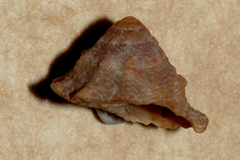 Bembicium auratum