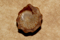 Bembicium auratum