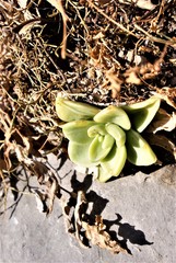 Sedum glabrum