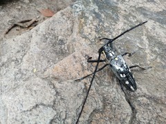 Batocera lineolata