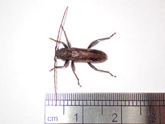 Phacodes