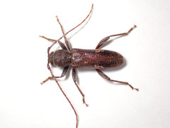 Phacodes
