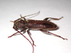Phacodes