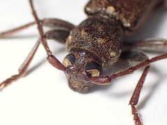 Phacodes