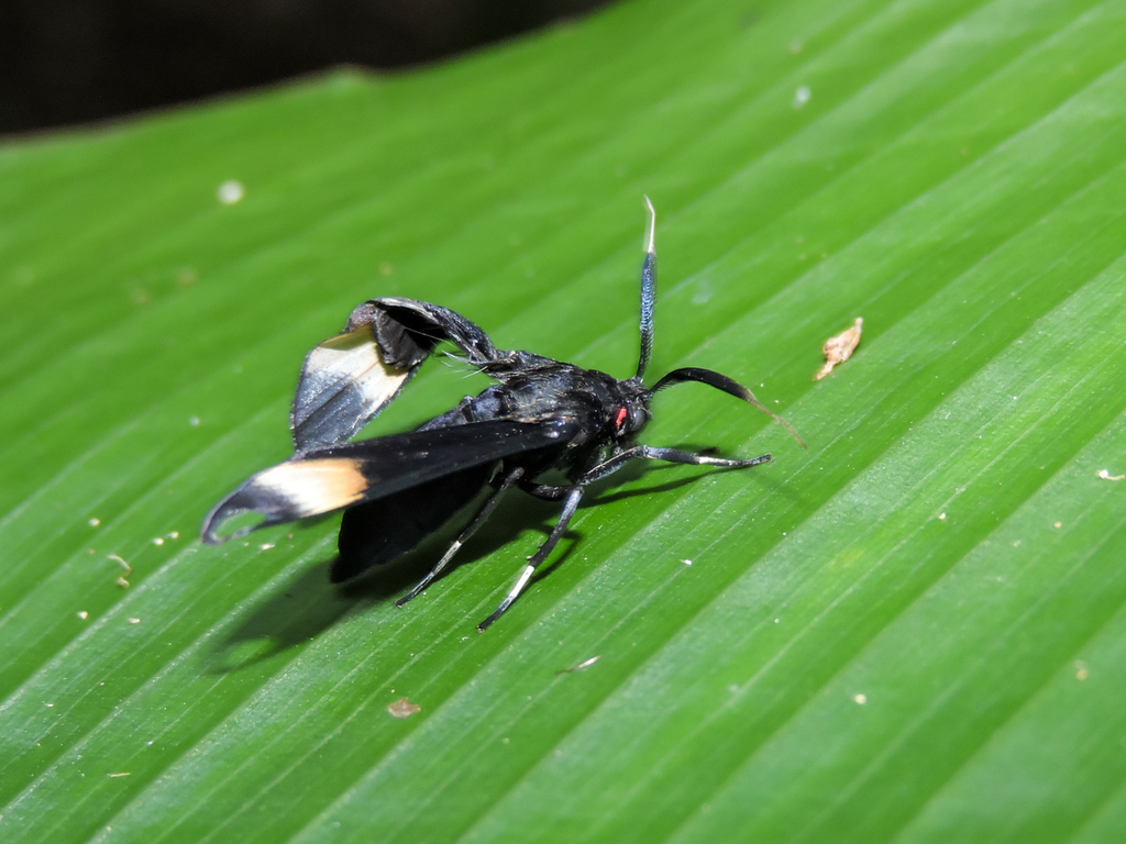 Anycles anthracina