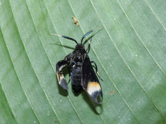Anycles anthracina