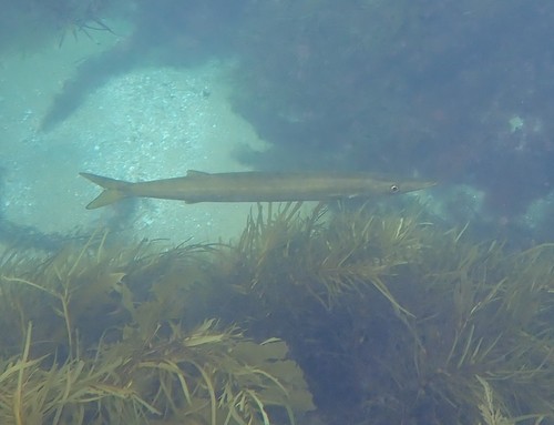 Arrow barracuda (Sphyraena novaehollandiae) — Sphyraenidae — 2