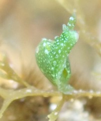 Berthelinia australis