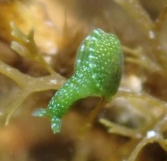 Berthelinia australis