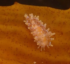 Caldukia affinis
