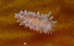 Caldukia affinis