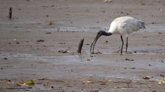 Threskiornis melanocephalus