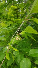 Schisandra chinensis