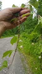 Schisandra chinensis