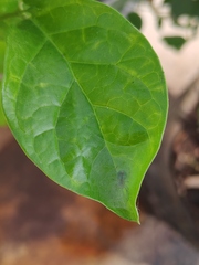 Bijoaraneus mitificus