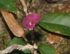 Marasmius pulcherripes