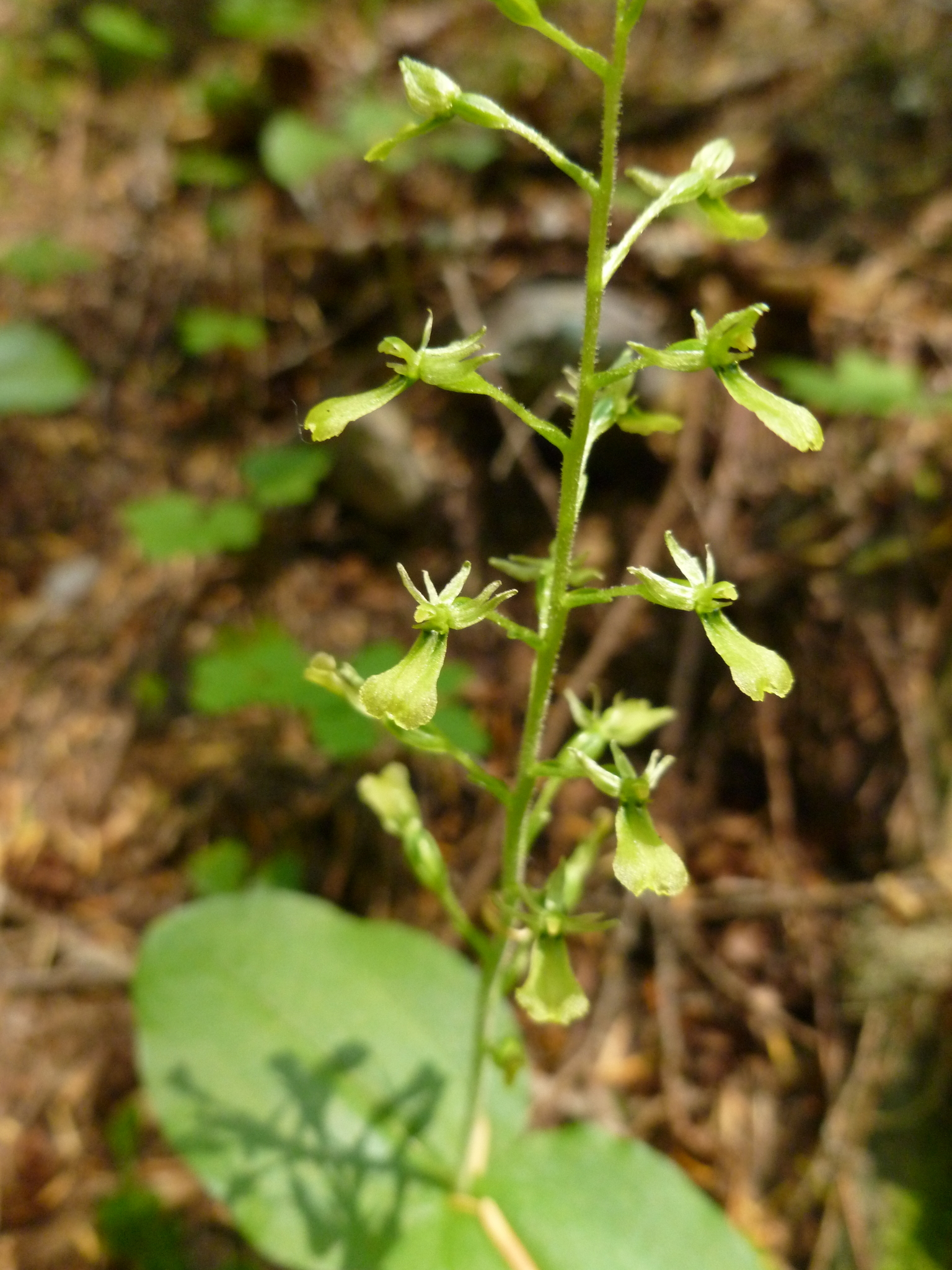 Neottia banksiana