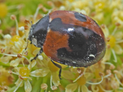 Coccinella algerica