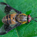 Square-spot Deer Fly - Photo (c) Vladimir Bryukhov, some rights reserved (CC BY-NC)