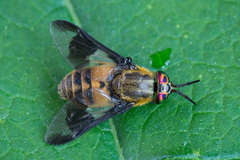 Chrysops viduatus