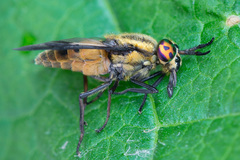 Chrysops viduatus