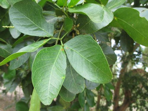 Pithecellobium lanceolatum