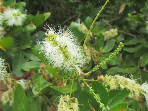 Pithecellobium lanceolatum