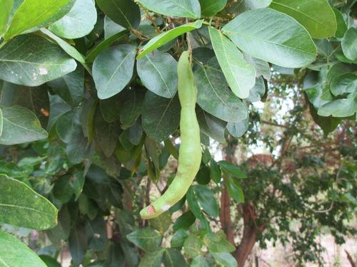 Pithecellobium lanceolatum