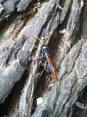 Urocerus californicus