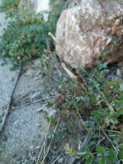 Dianthus marschallii