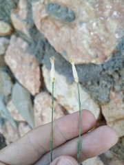 Dianthus marschallii