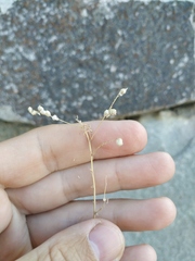 Melilotus neapolitanus