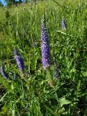 Veronica steppacea