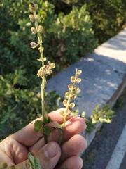 Scutellaria albida