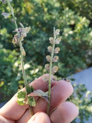 Scutellaria albida