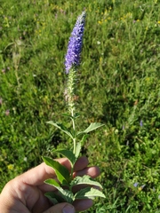 Veronica steppacea