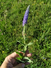Veronica steppacea