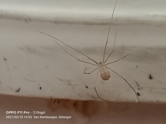 Micropholcus fauroti