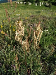 Rumex turcomanicus