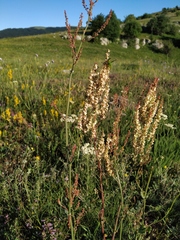 Rumex turcomanicus