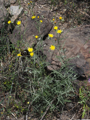 Andryala pinnatifida subsp. preauxiana image