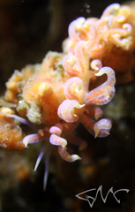 Phyllodesmium poindimiei