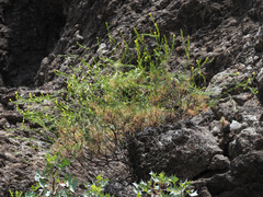 Descurainia preauxiana