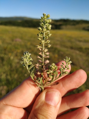 Alyssum alyssoides iNat (3)