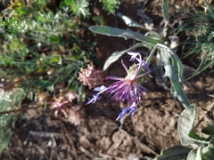 Centaurea fuscomarginata