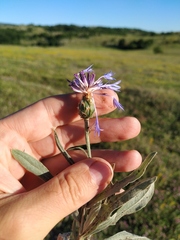 Centaurea fuscomarginata