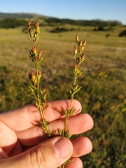 Hypericum linarioides