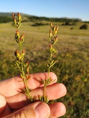 Hypericum linarioides